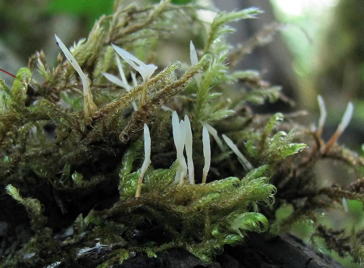 Goździolepek mchowy (Eocronartium muscicola) — zdjęcie 1 z 4