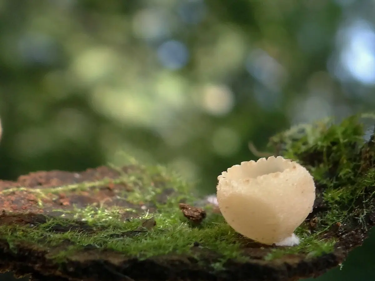 Gralowiec orzechowy (Tarzetta cupularis) — zdjęcie 1 z 3
