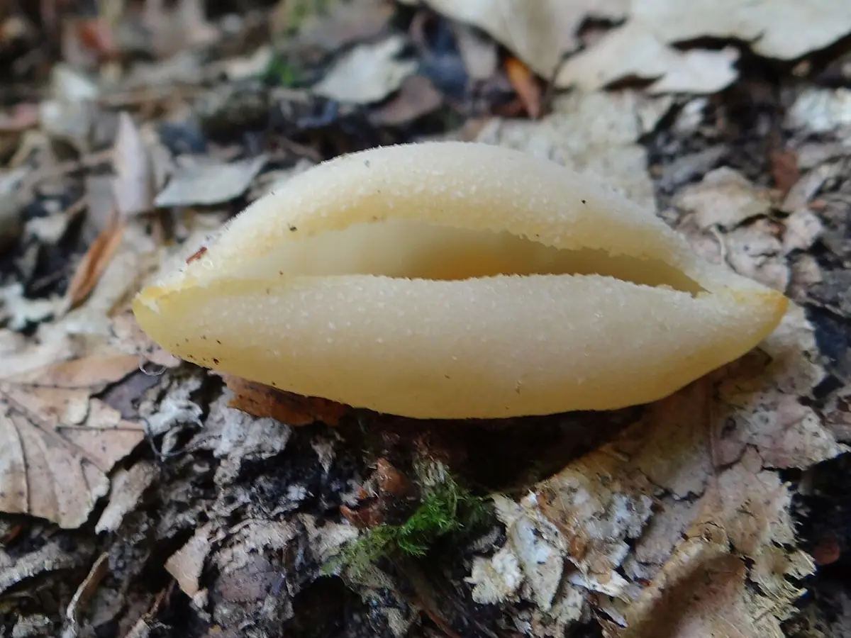 Gralowiec większy (Tarzetta catinus) — zdjęcie 1 z 4