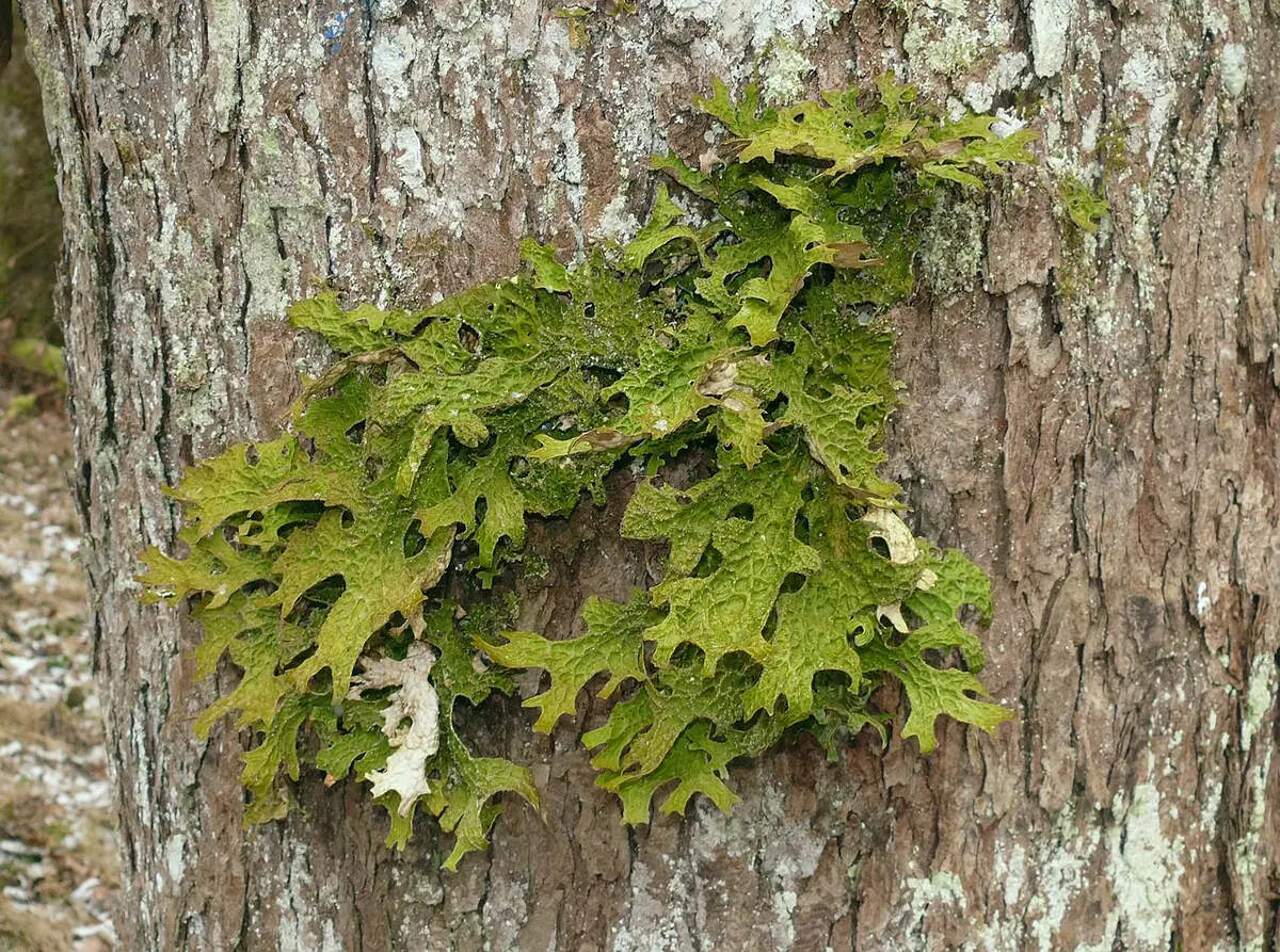 Granicznik płucnik (Lobaria pulmonaria) — zdjęcie 1 z 4