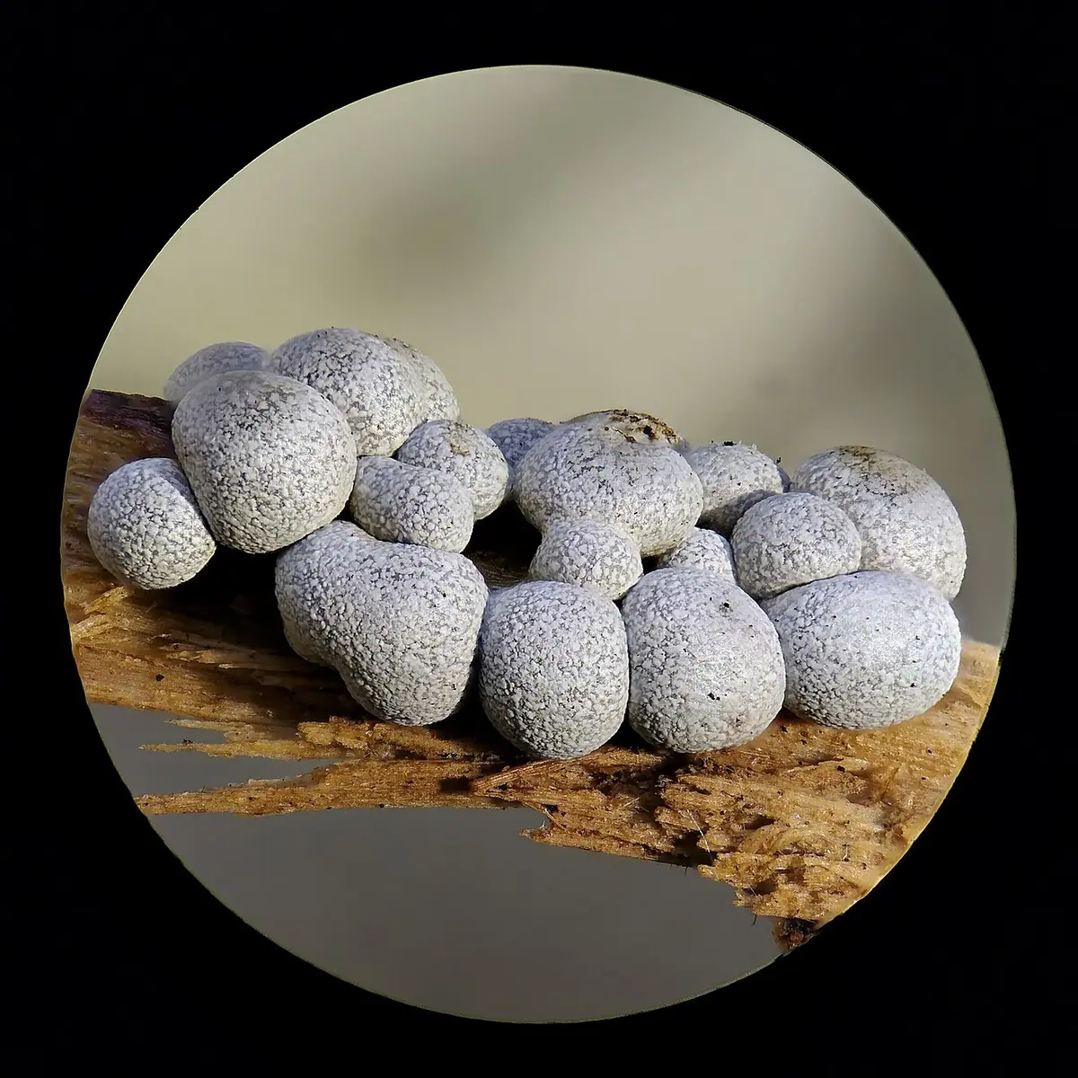 Gronianka gromadna (Badhamia panicea) — zdjęcie 1 z 4