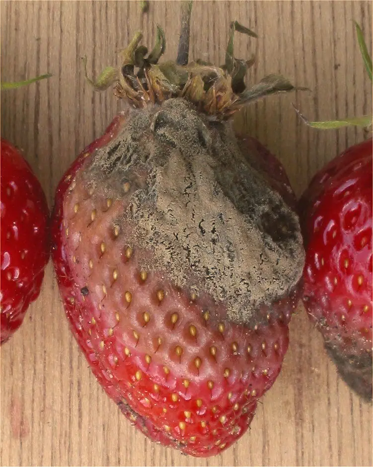Gronowiec szary (Botrytis cinerea) — zdjęcie 1 z 4