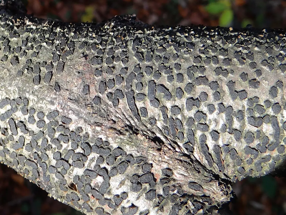 Gruzak wierzbowy (Diatrype bullata) — zdjęcie 1 z 4