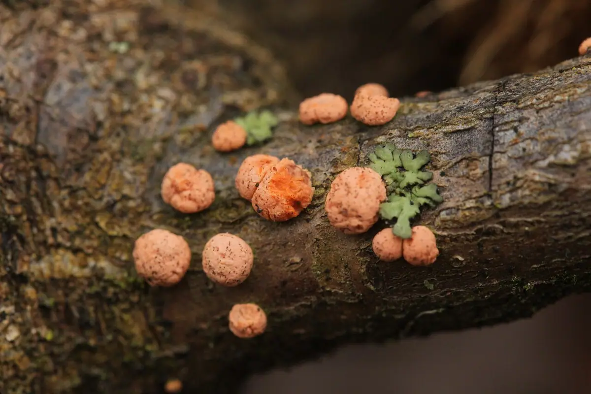 Gruzełek cynobrowy (Nectria cinnabarina) — zdjęcie 1 z 4