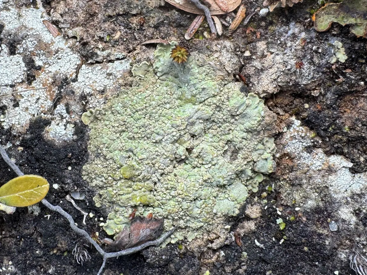 Grzybinka łatkowata (Baeomyces placophyllus) — zdjęcie 1 z 4