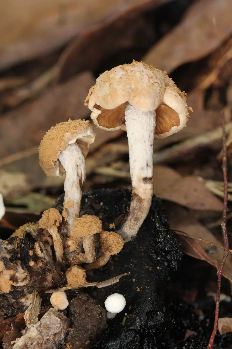 Grzybolubka purchawkowata (Asterophora lycoperdoides) — zdjęcie 1 z 4