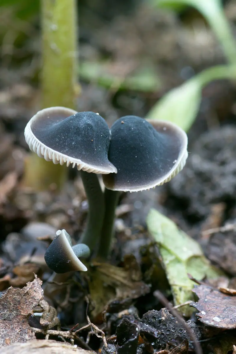 Grzybóweczka mączna (Mycenella lasiosperma)
