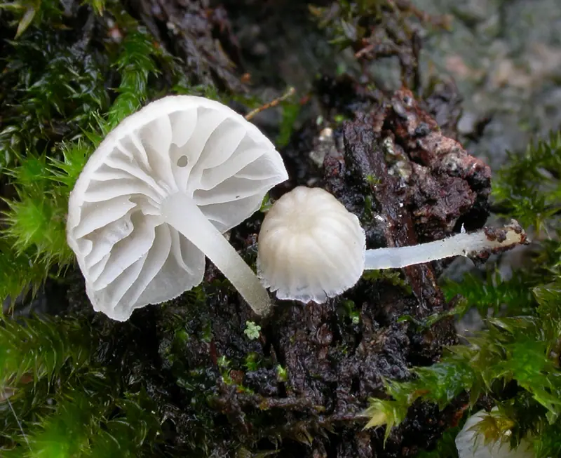 Grzybówka biała (Mycena alba)