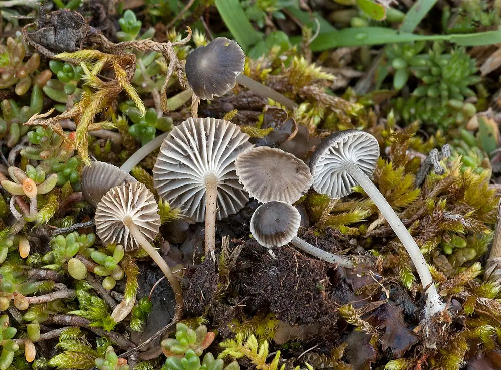 Grzybówka białoostrzowa (Mycena pseudopicta) — zdjęcie 1 z 2