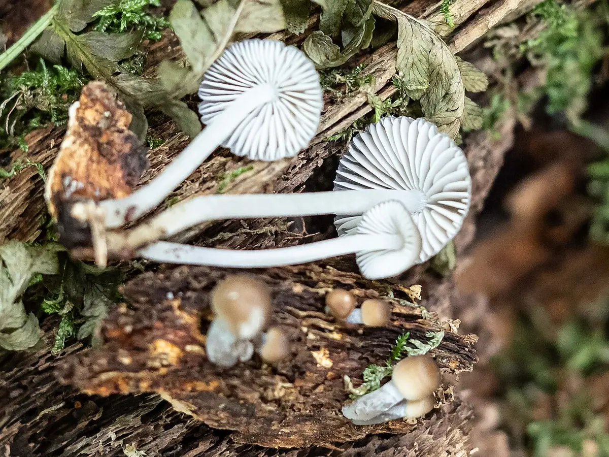 Grzybówka bruzdkowana (Mycena polygramma)