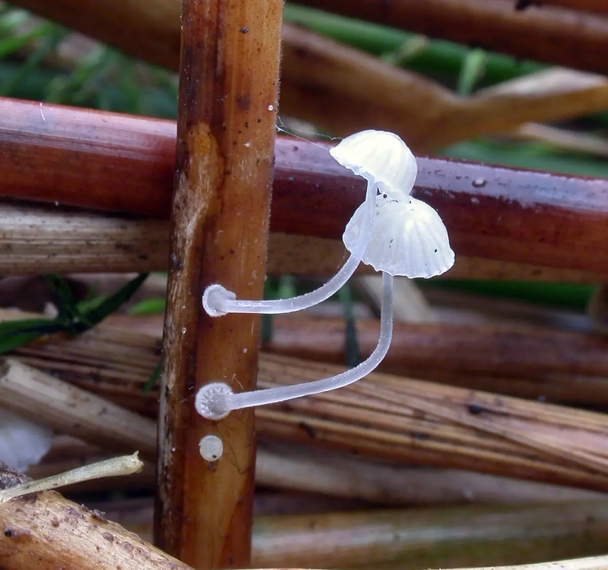 Grzybówka bulwiasta (Mycena bulbosa) — zdjęcie 1 z 2