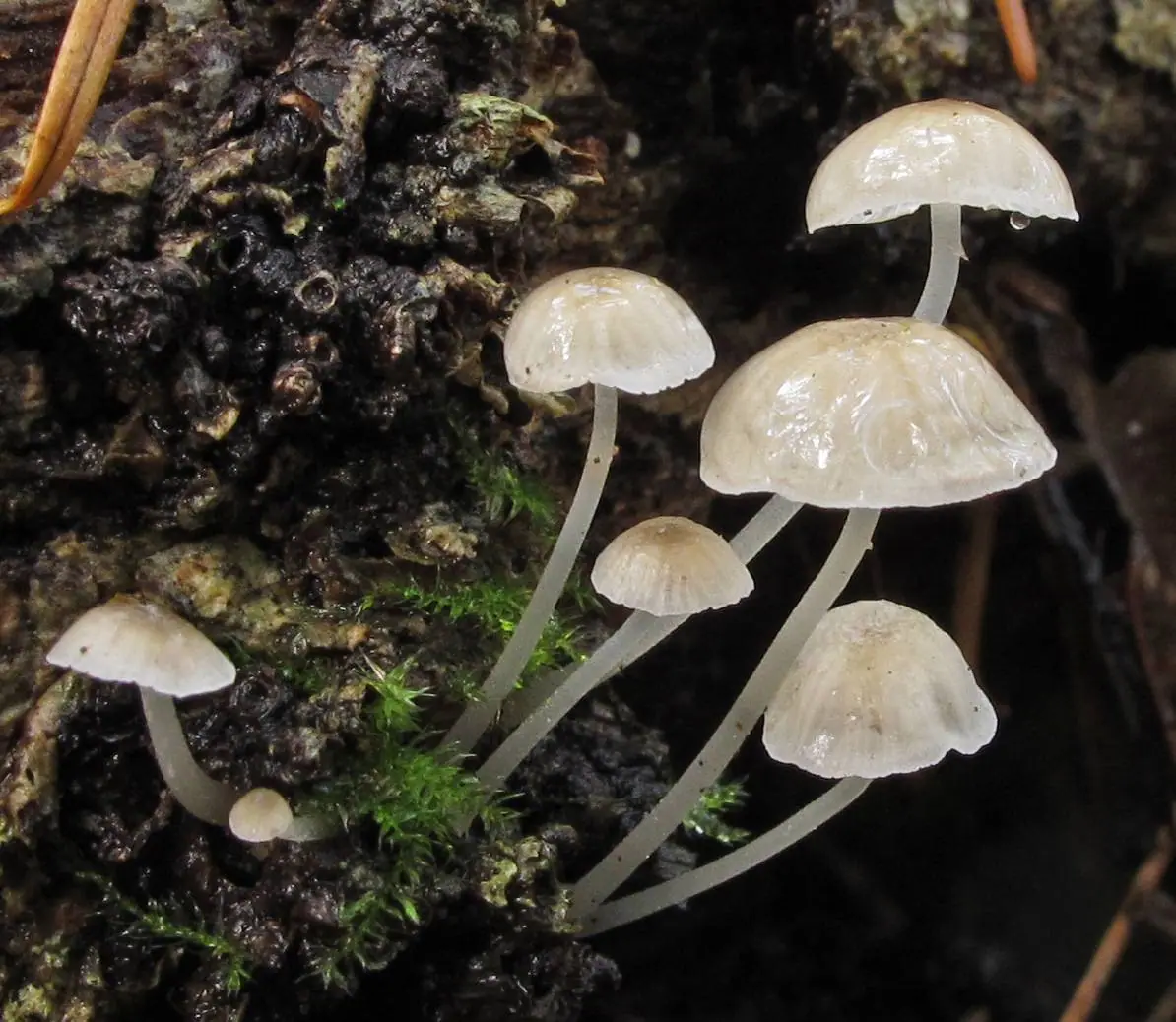 Grzybówka cienkotrzonowa (Phloeomana speirea) — zdjęcie 1 z 4