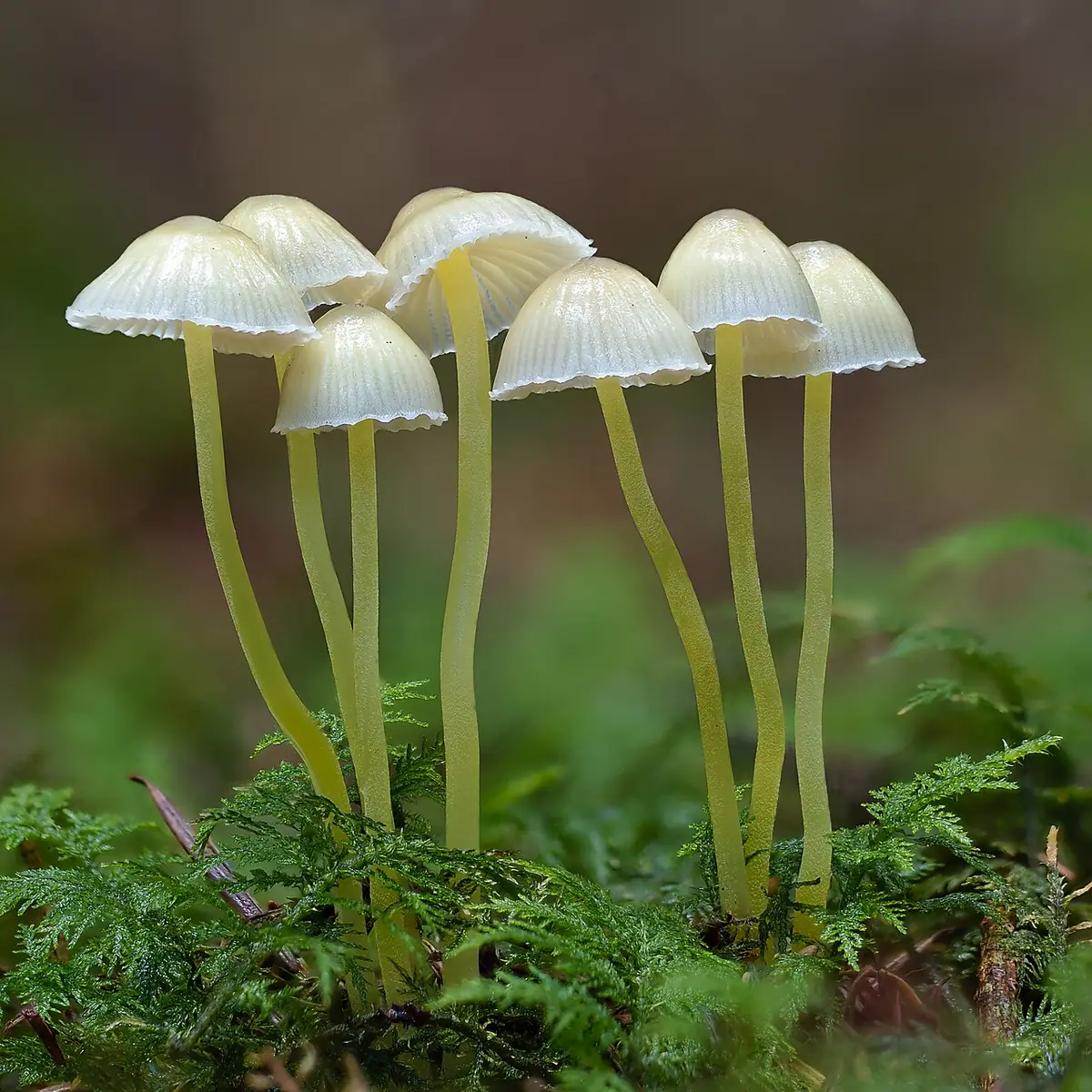 Grzybówka cytrynowa (Mycena epipterygia) — zdjęcie 1 z 4