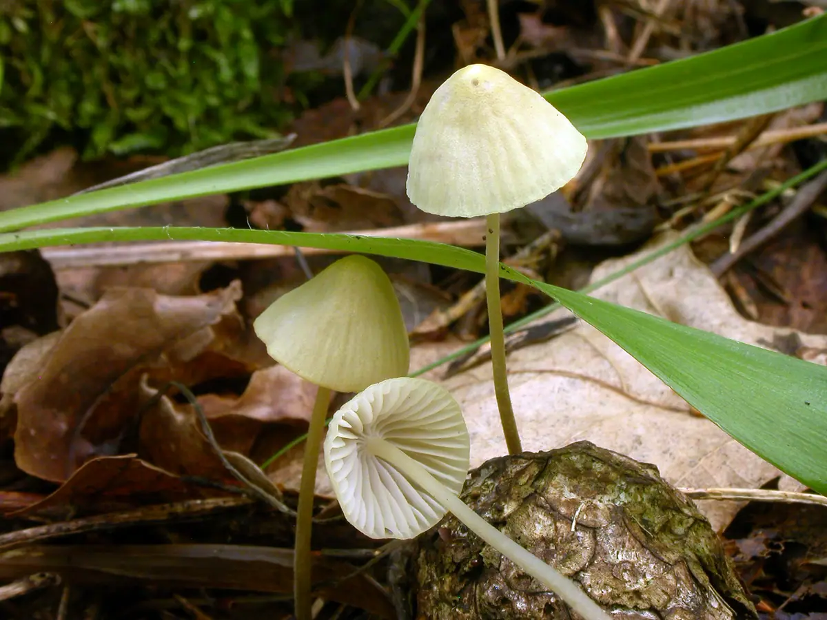 Grzybówka cytrynowoostrzowa (Mycena citrinomarginata) — zdjęcie 1 z 3