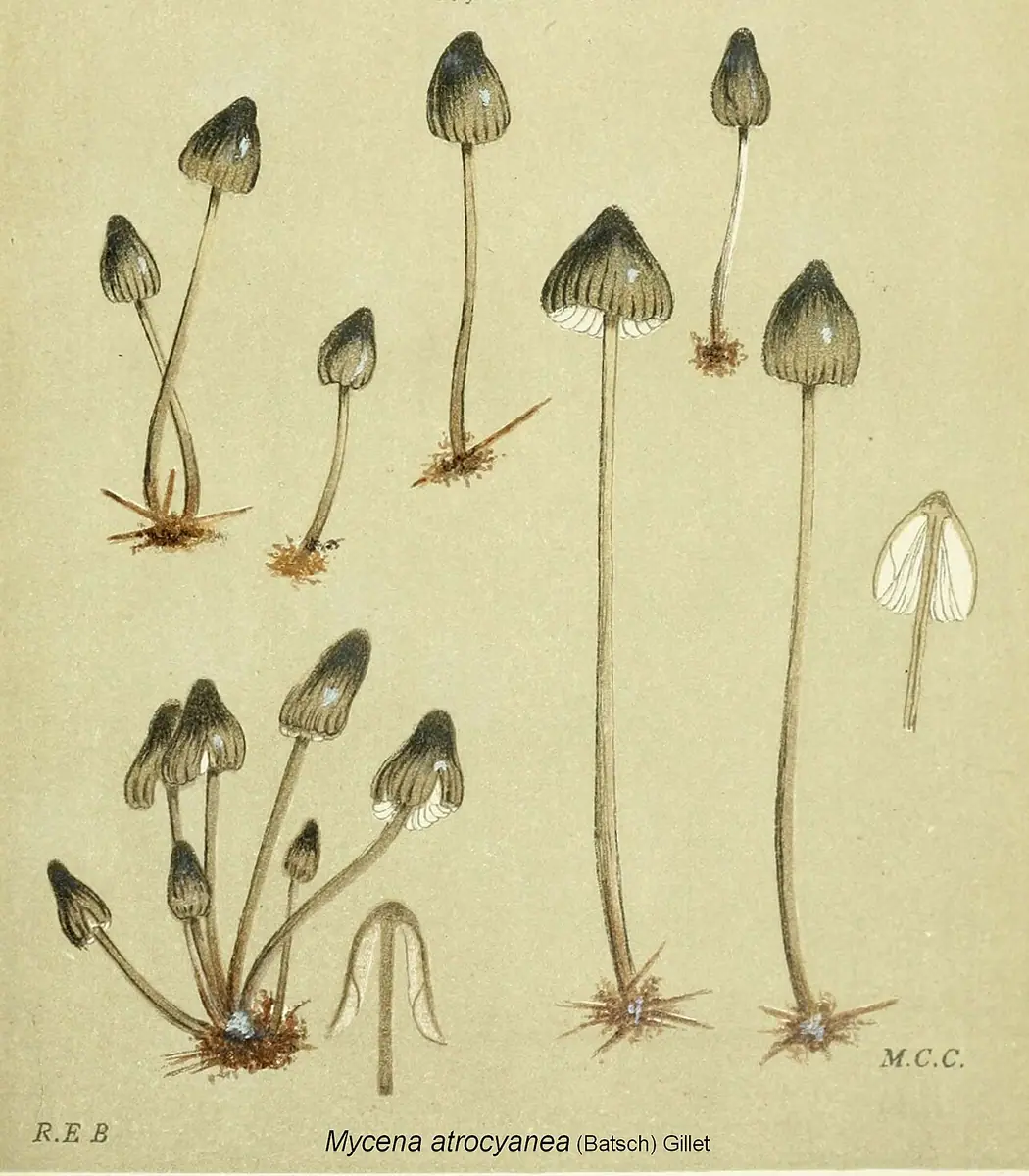 Grzybówka czarnoniebieskawa (Mycena atrocyanea)