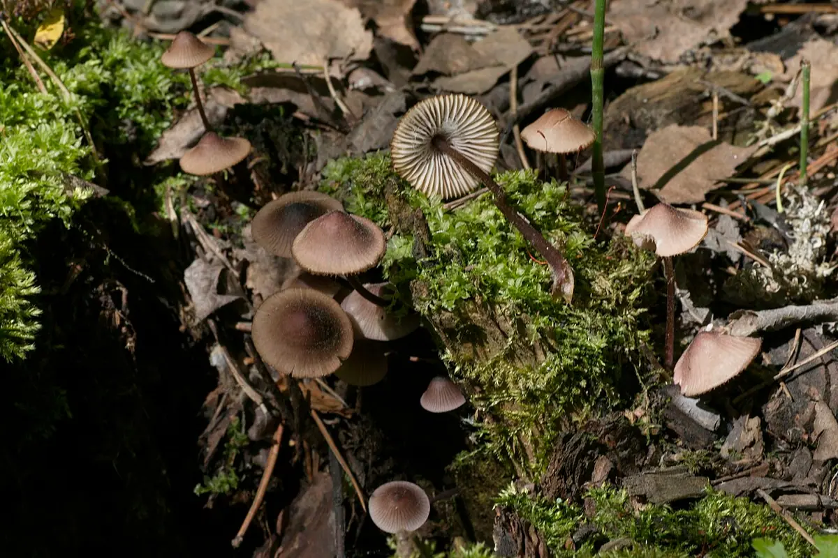 Grzybówka czerwonostrzowa (Mycena rubromarginata) — zdjęcie 1 z 4