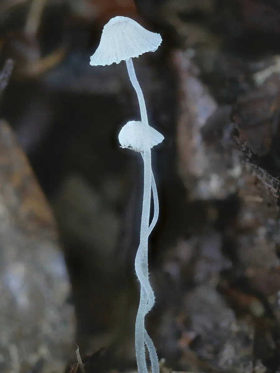 Grzybówka długoszowa (Mycena alphitophora) — zdjęcie 1 z 4