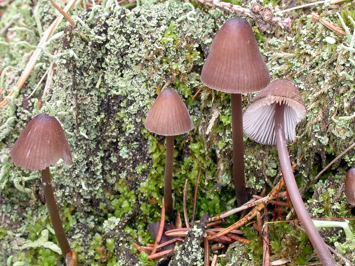 Grzybówka dwuzarodnikowa (Mycena silvae-nigrae) — zdjęcie 1 z 4