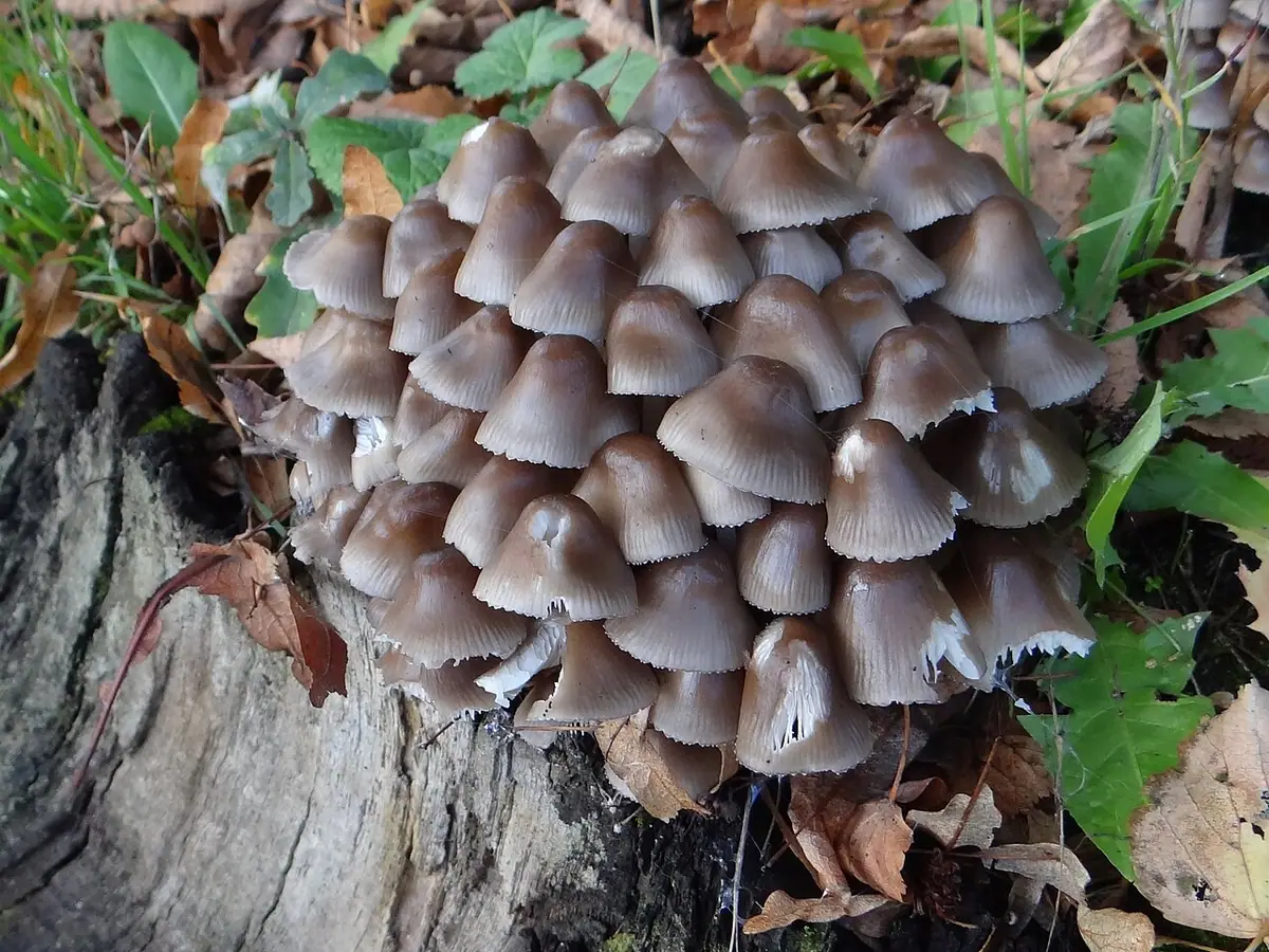 Grzybówka dzwoneczkowata (Mycena tintinnabulum) — zdjęcie 1 z 4