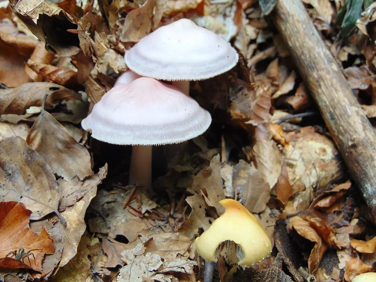 Grzybówka fioletowawa (Mycena pura)