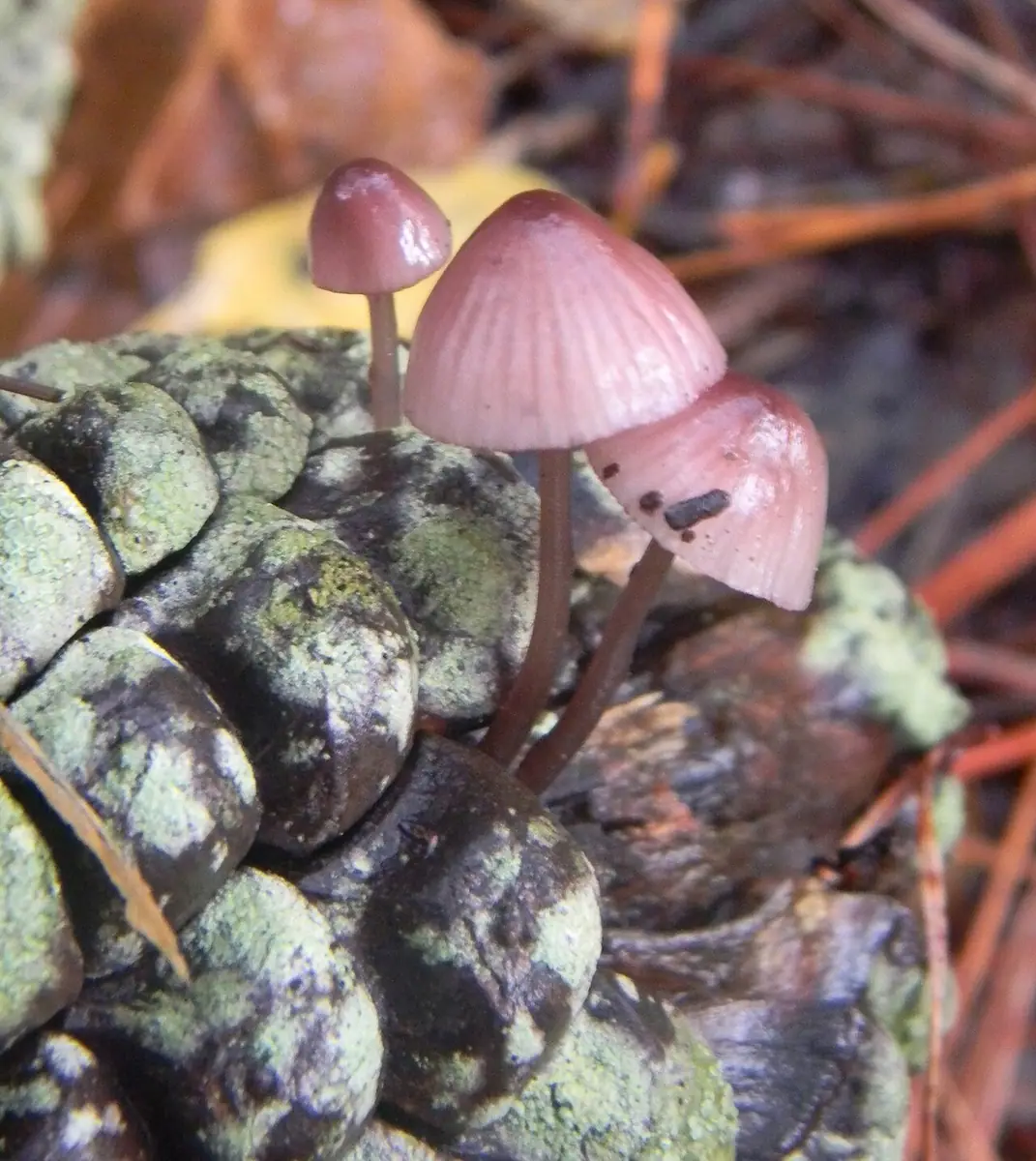 Grzybówka fioletowobrązowa (Mycena purpureofusca) — zdjęcie 1 z 4