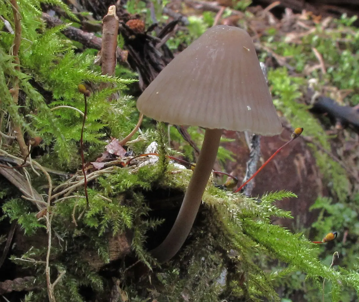 Grzybówka fioletowoszara (Mycena parabolica) — zdjęcie 1 z 3