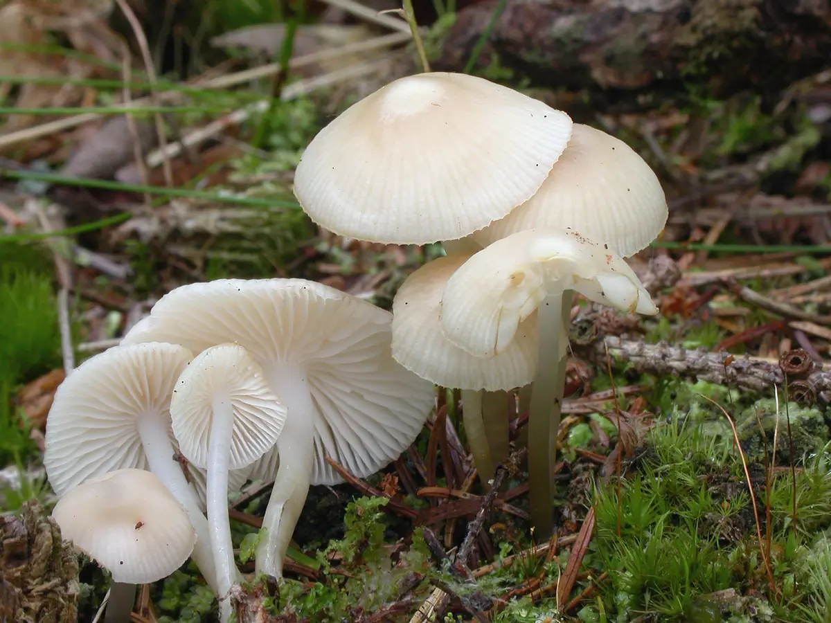 Grzybówka gładka (Mycena laevigata) — zdjęcie 1 z 4