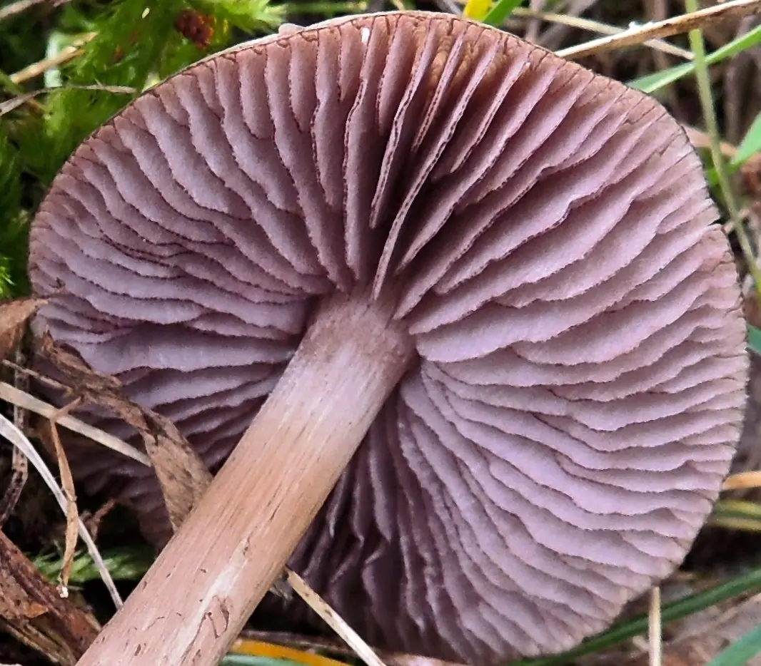 Grzybówka gołębia (Mycena pelianthina) — zdjęcie 1 z 4