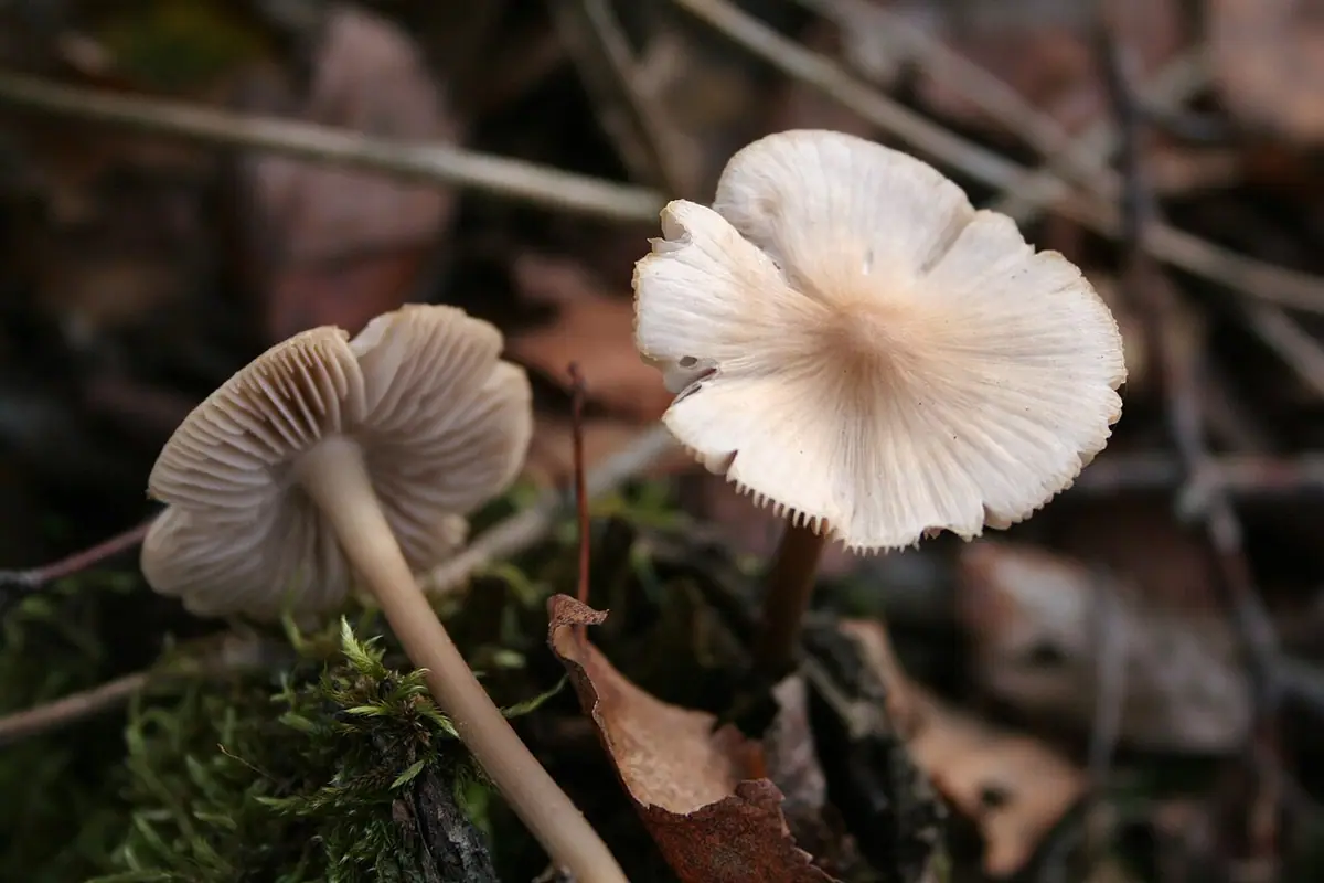 Grzybówka hełmiasta (Mycena galericulata)