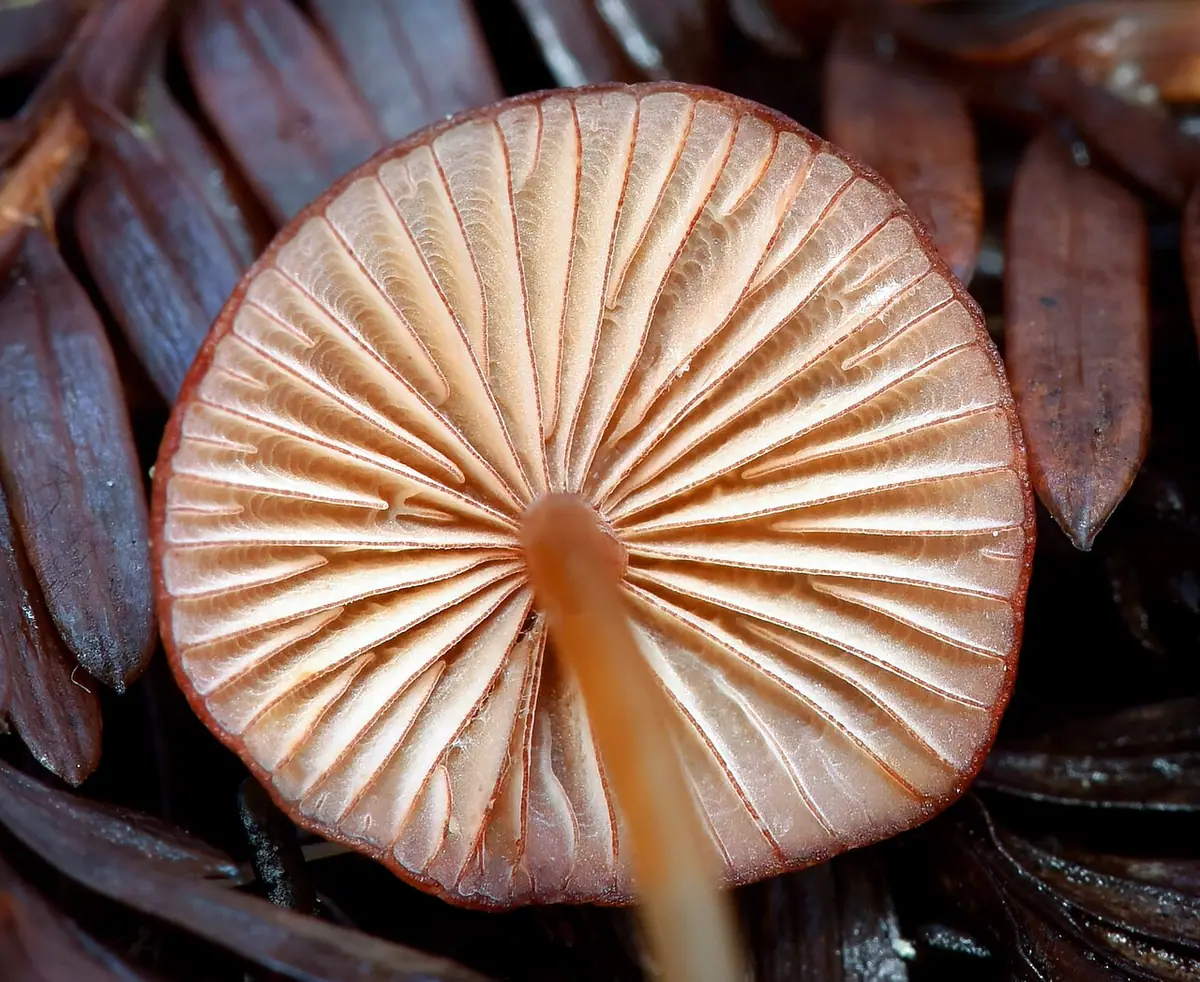Grzybówka krwawiąca (Mycena sanguinolenta) — zdjęcie 1 z 4