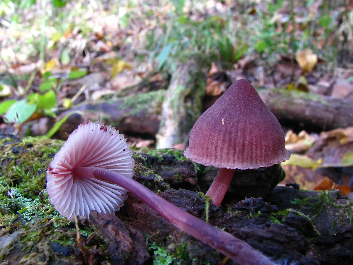 Grzybówka krwista (Mycena haematopus) — zdjęcie 1 z 4