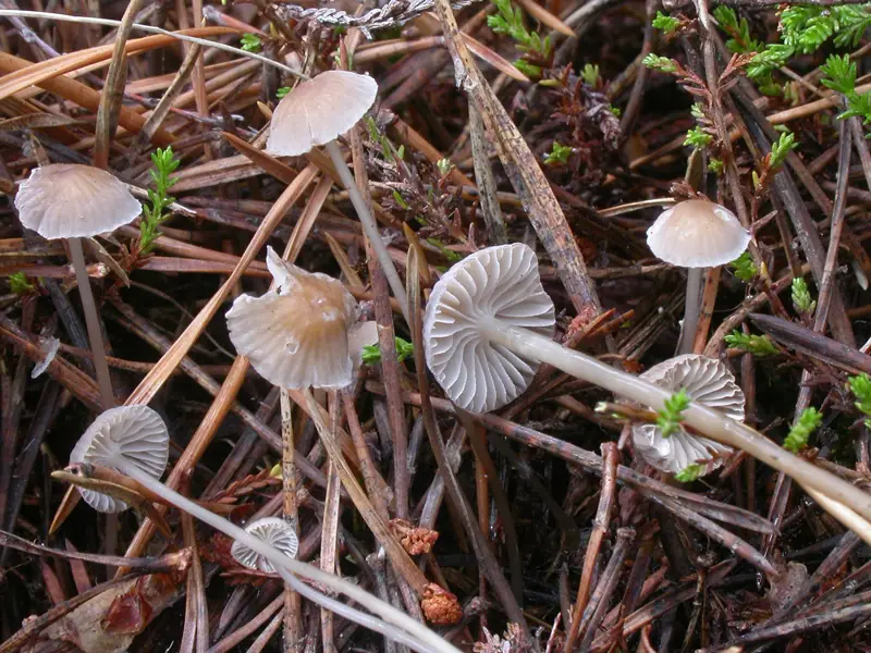 Grzybówka maczużkowata (Mycena clavicularis) — zdjęcie 1 z 4