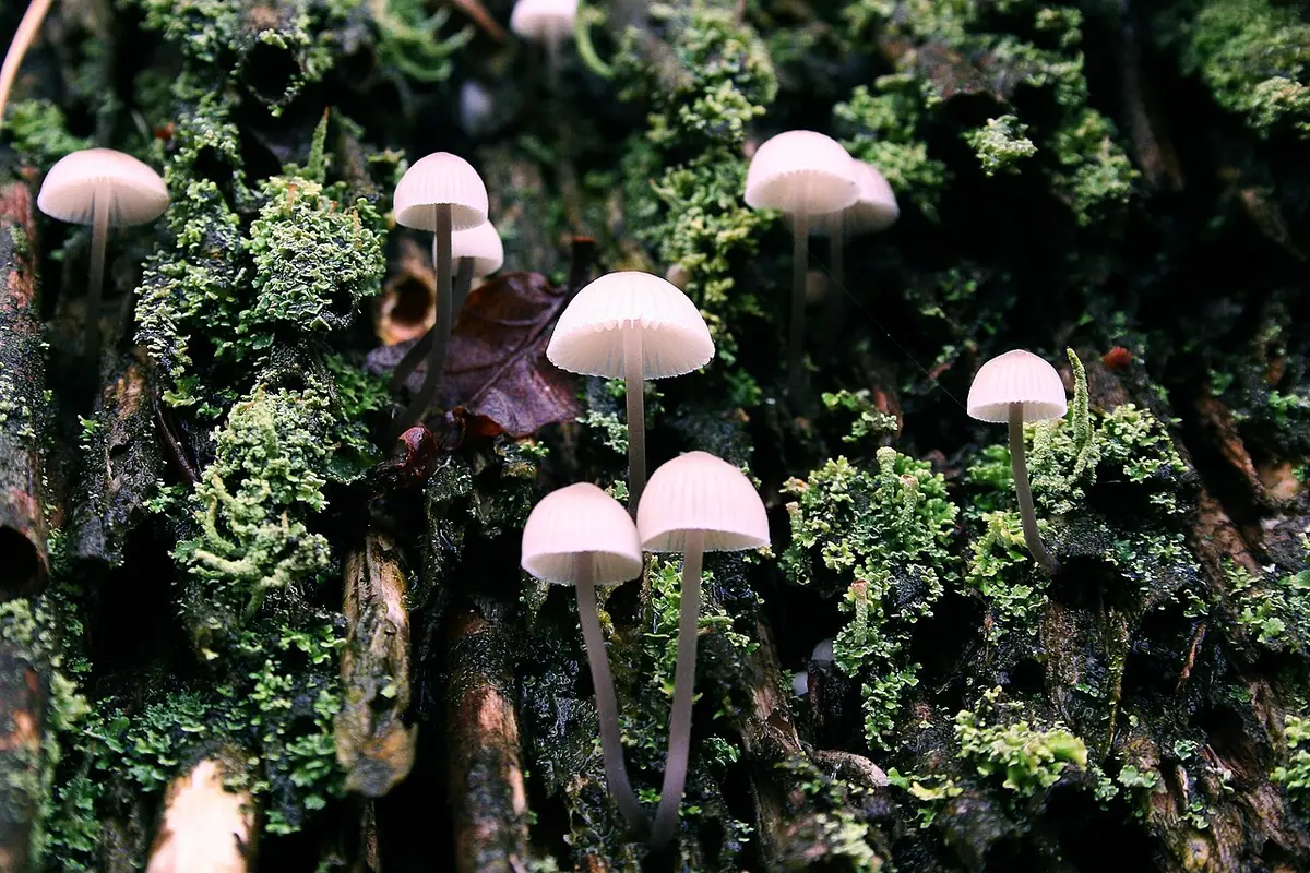 Grzybówka mleczajowa (Mycena galopus) — zdjęcie 1 z 4