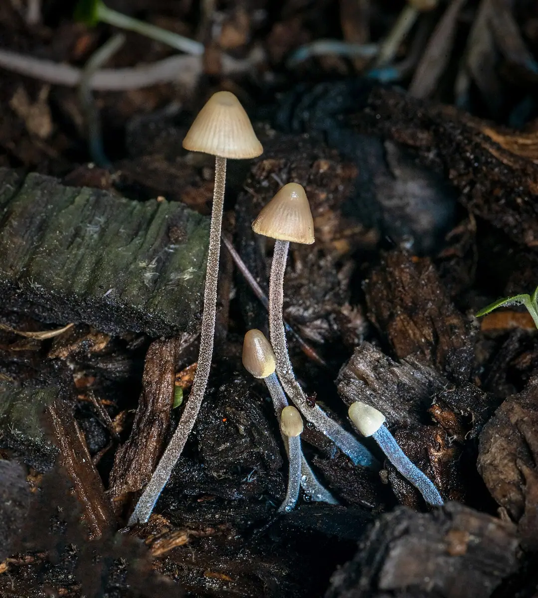 Grzybówka modrooliwkowa (Mycena amicta) — zdjęcie 1 z 4