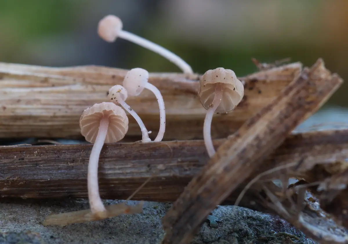 Grzybówka nadwodna (Mycena tubarioides)