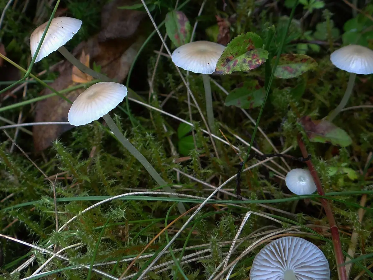 Grzybówka nitkowatotrzonowa (Mycena filopes) — zdjęcie 1 z 4