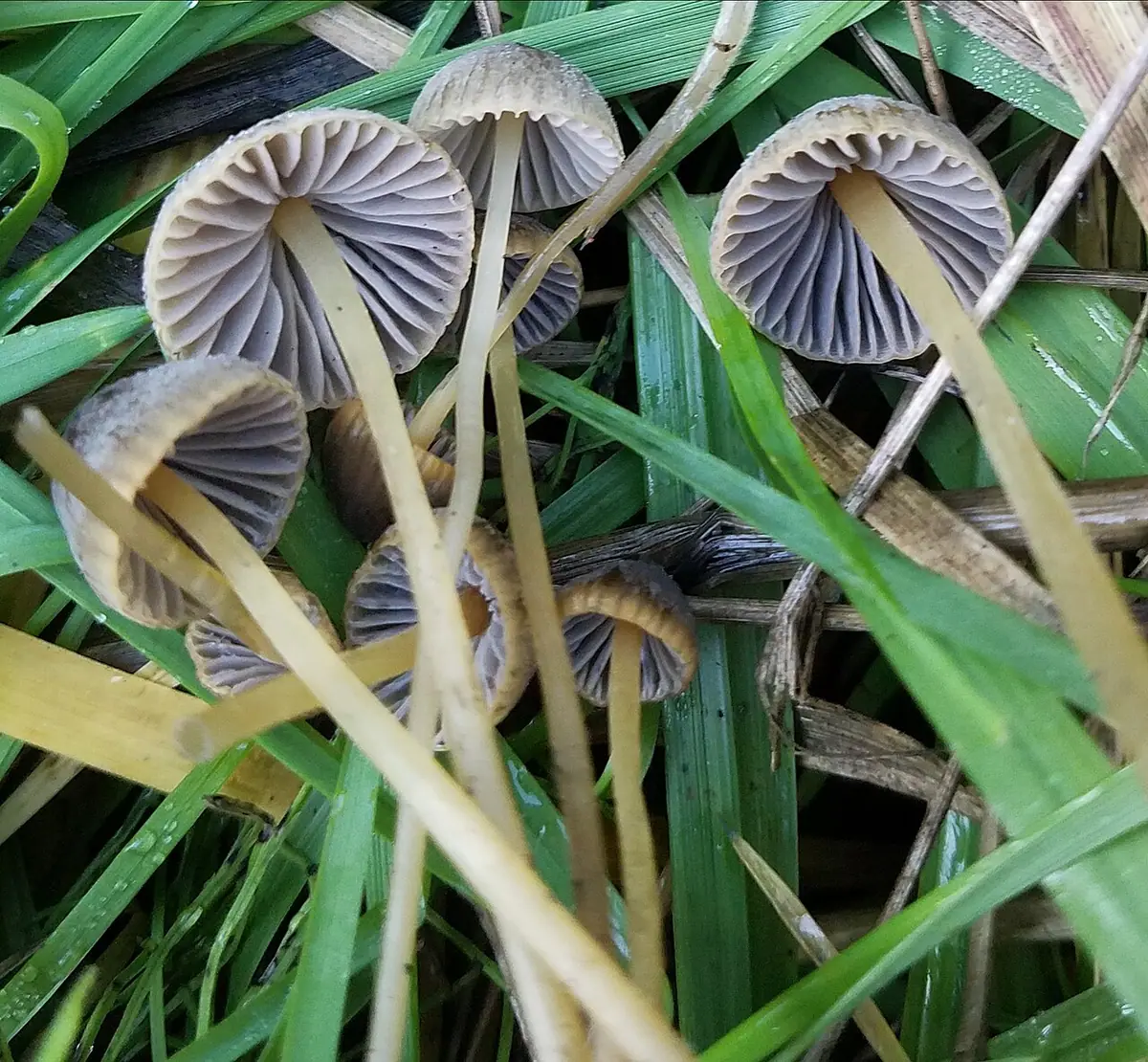 Grzybówka oliwkowoostrzowa (Mycena olivaceomarginata) — zdjęcie 1 z 4