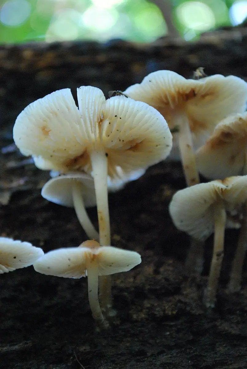 Grzybówka plamista (Mycena maculata)