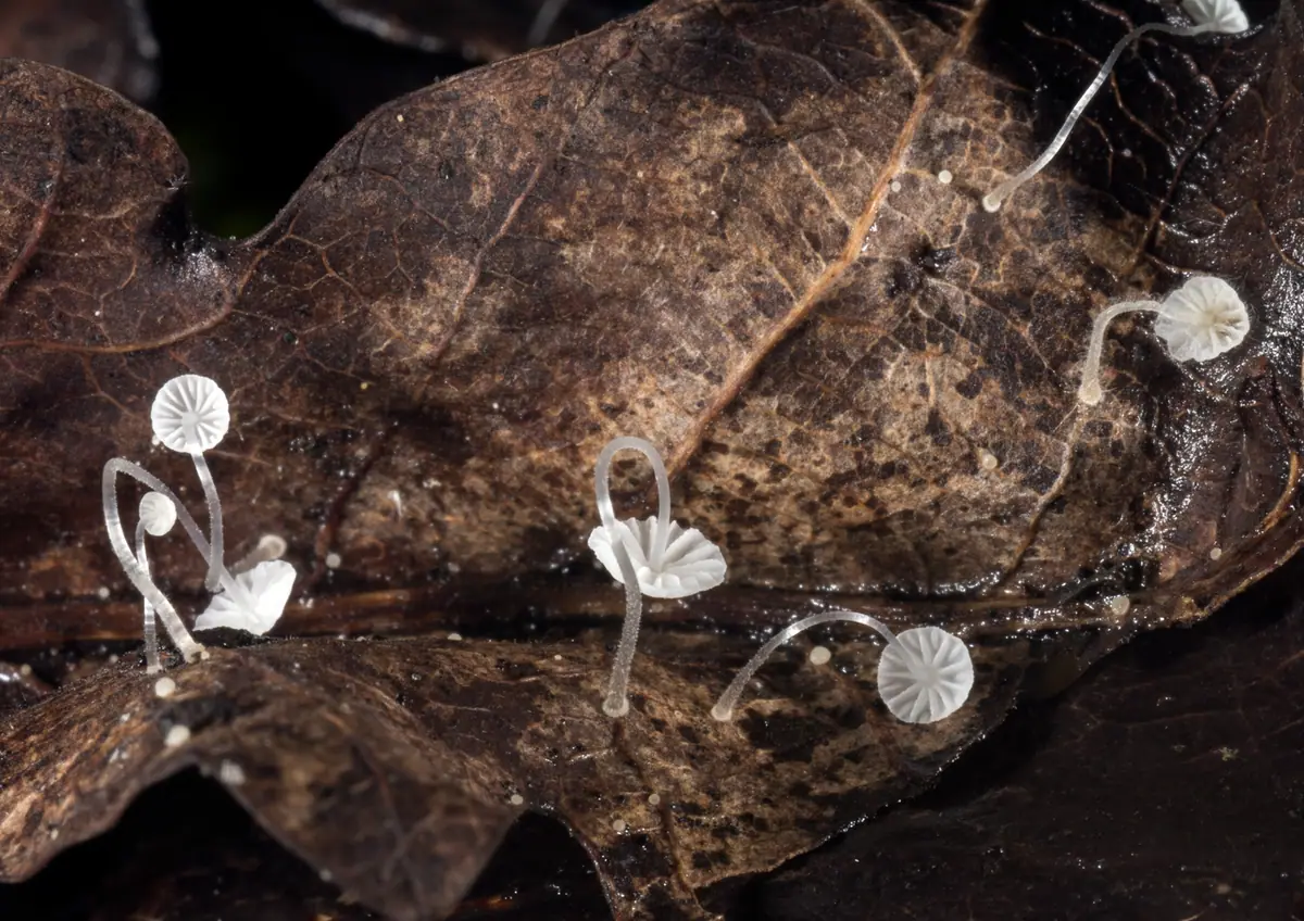 Grzybówka pofałdowana (Mycena mucor) — zdjęcie 1 z 2