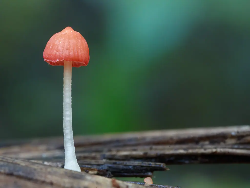 Grzybówka pomarańczowoczerwona (Atheniella adonis) — zdjęcie 1 z 4