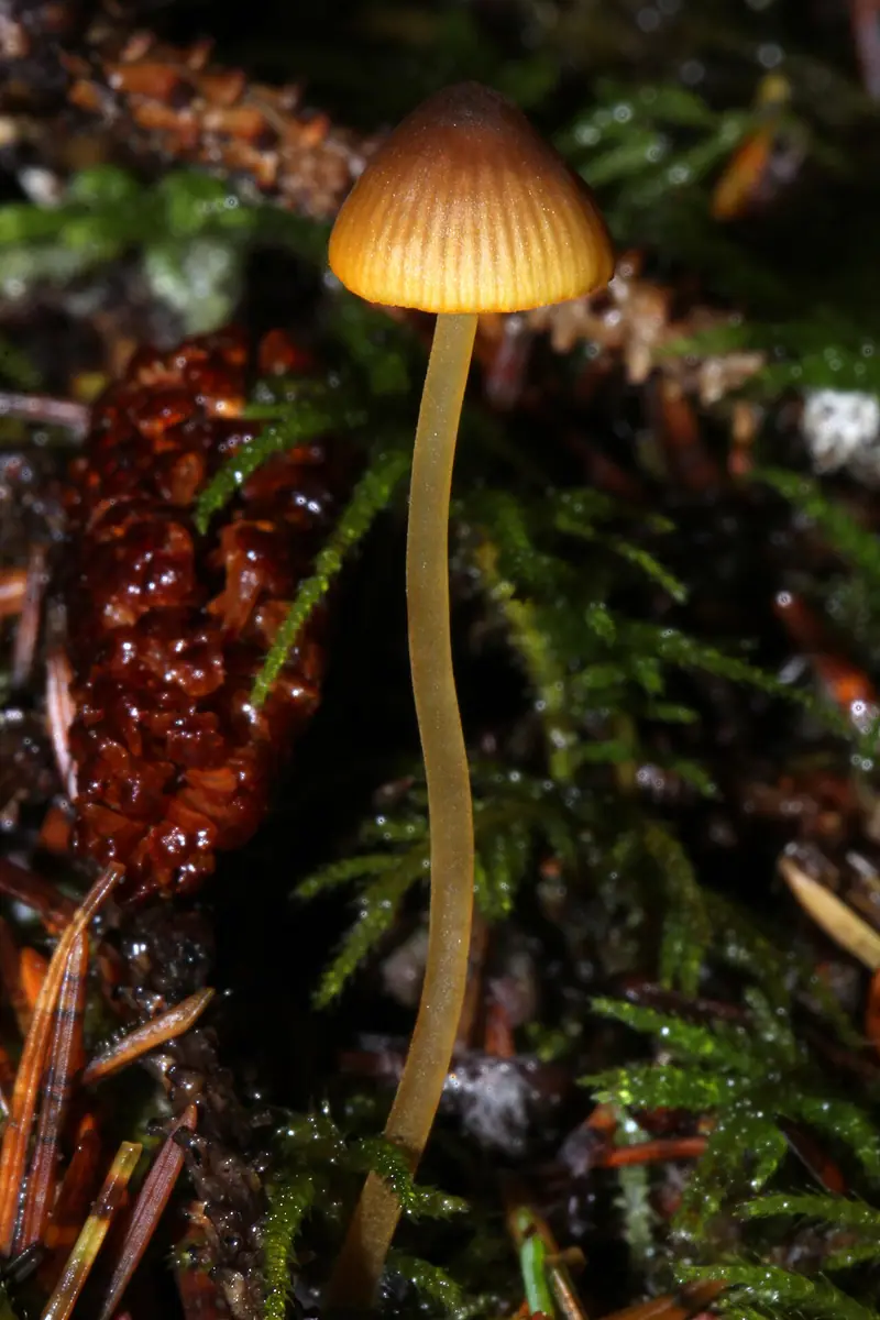 Grzybówka pomarańczowoostrzowa (Mycena aurantiomarginata) — zdjęcie 1 z 4
