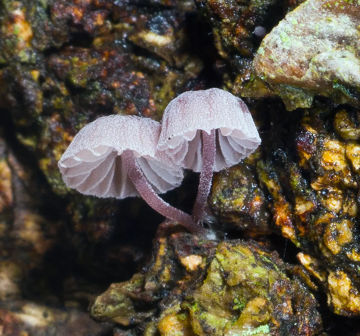 Grzybówka purpurowobrązowa (Mycena meliigena) — zdjęcie 1 z 4