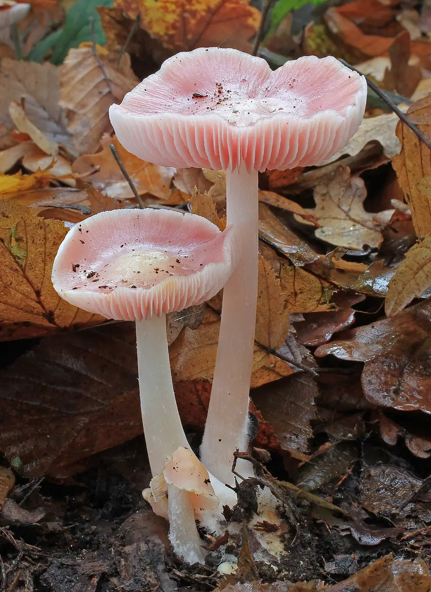 Grzybówka różowa (Mycena rosea) — zdjęcie 1 z 4