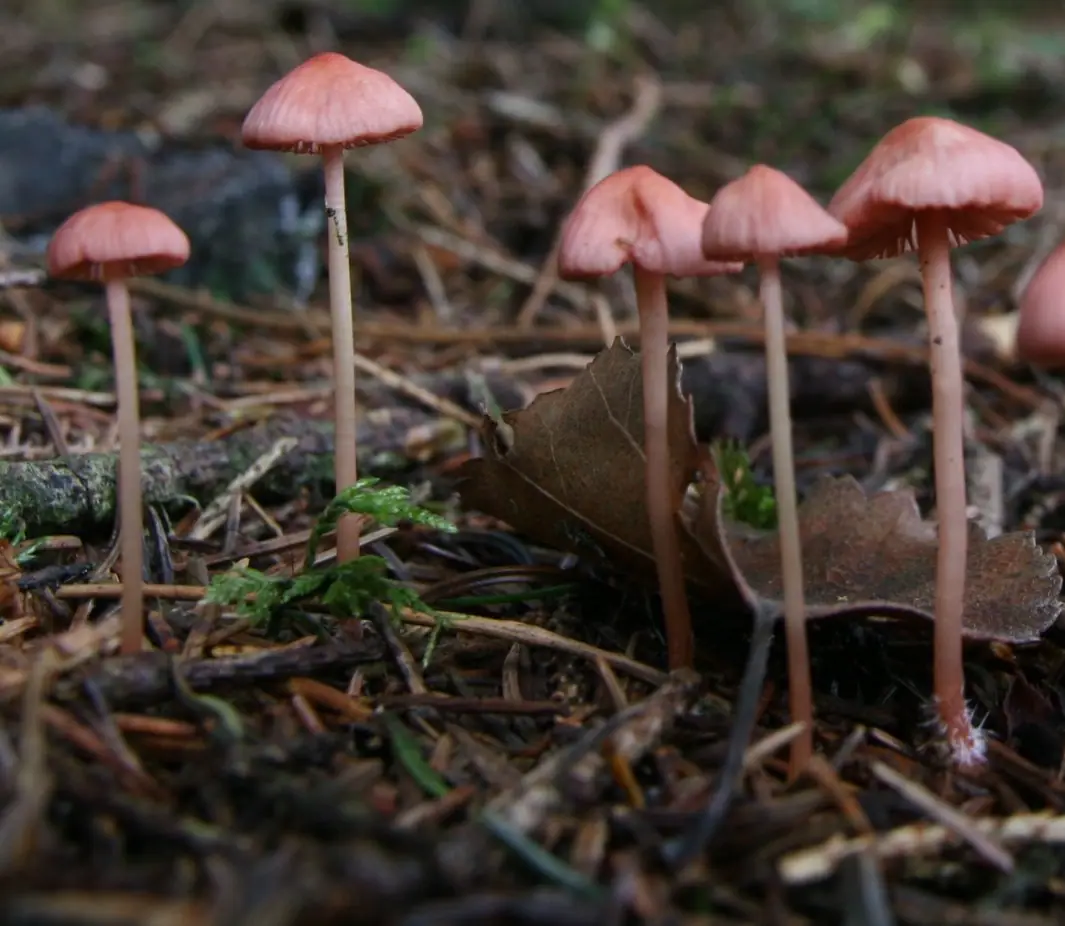 Grzybówka różowawa (Mycena rosella) — zdjęcie 1 z 4