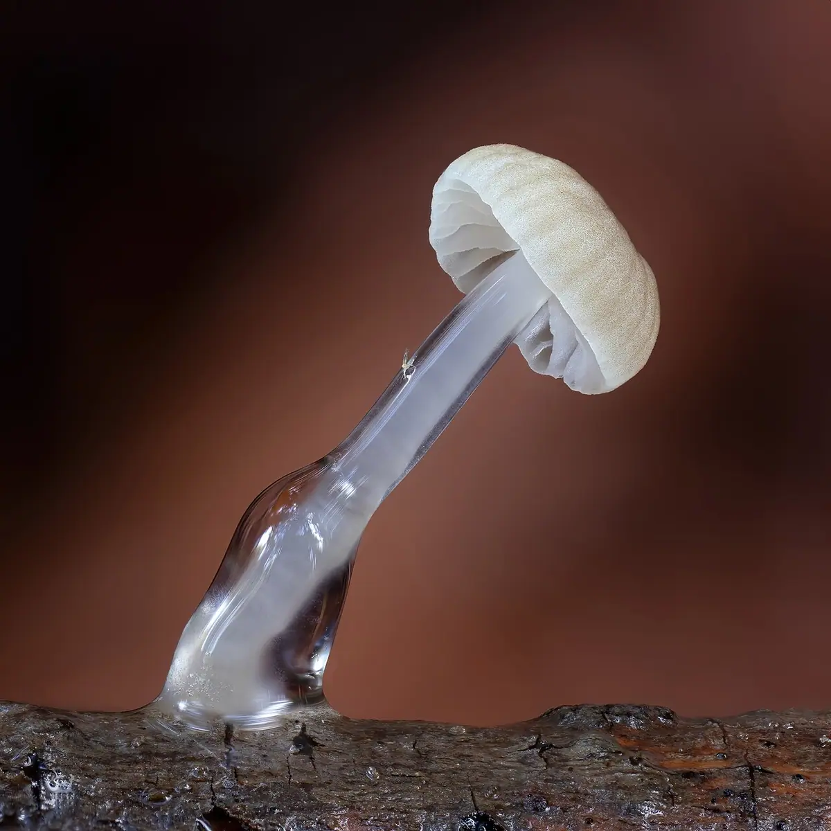 Grzybówka śluzowatotrzonowa (Roridomyces roridus) — zdjęcie 1 z 4