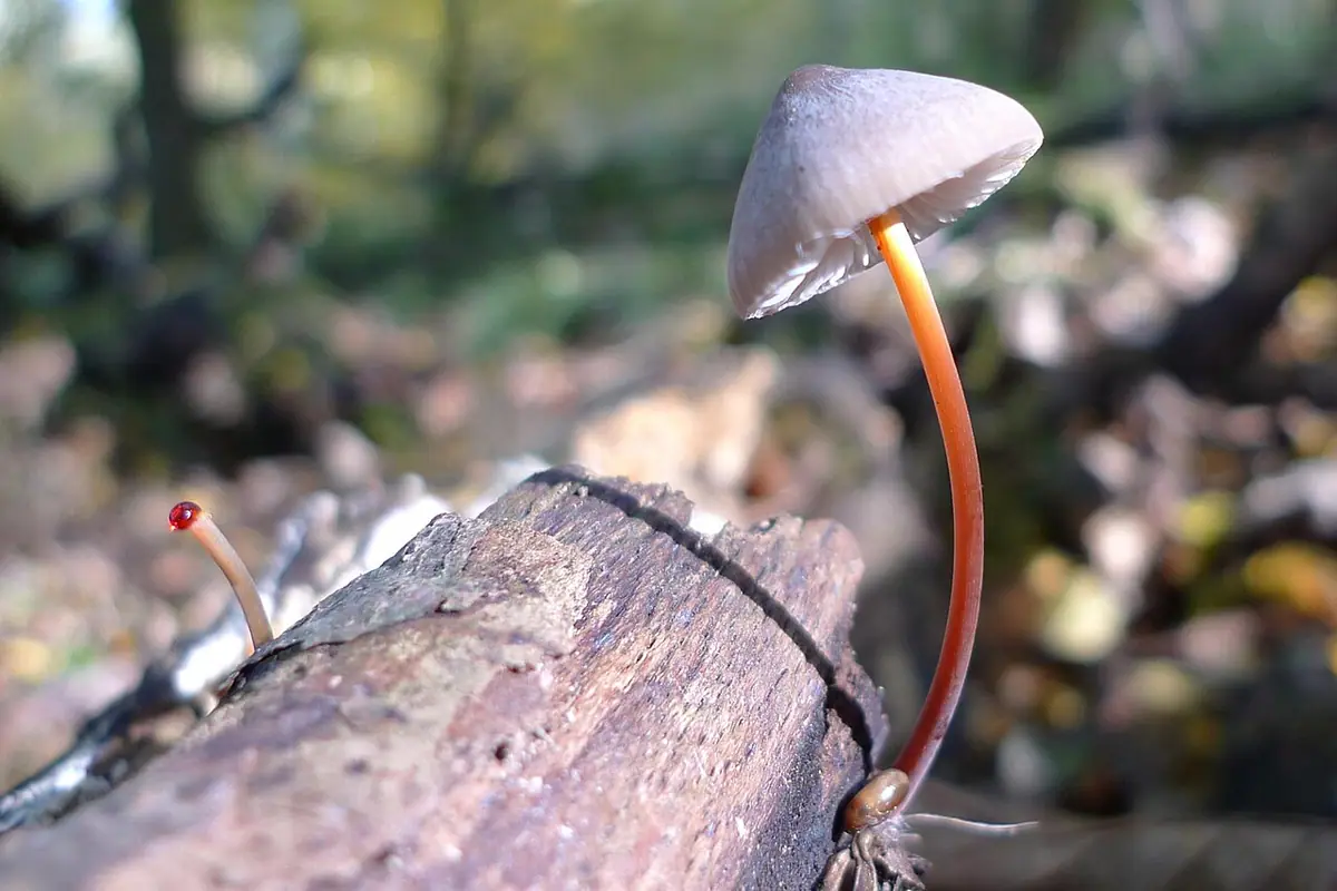 Grzybówka szafranowa (Mycena crocata) — zdjęcie 1 z 4