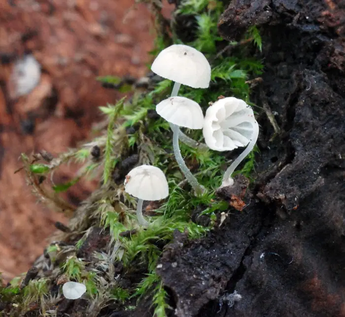 Grzybówka tarczowata (Mycena clavularis) — zdjęcie 1 z 3