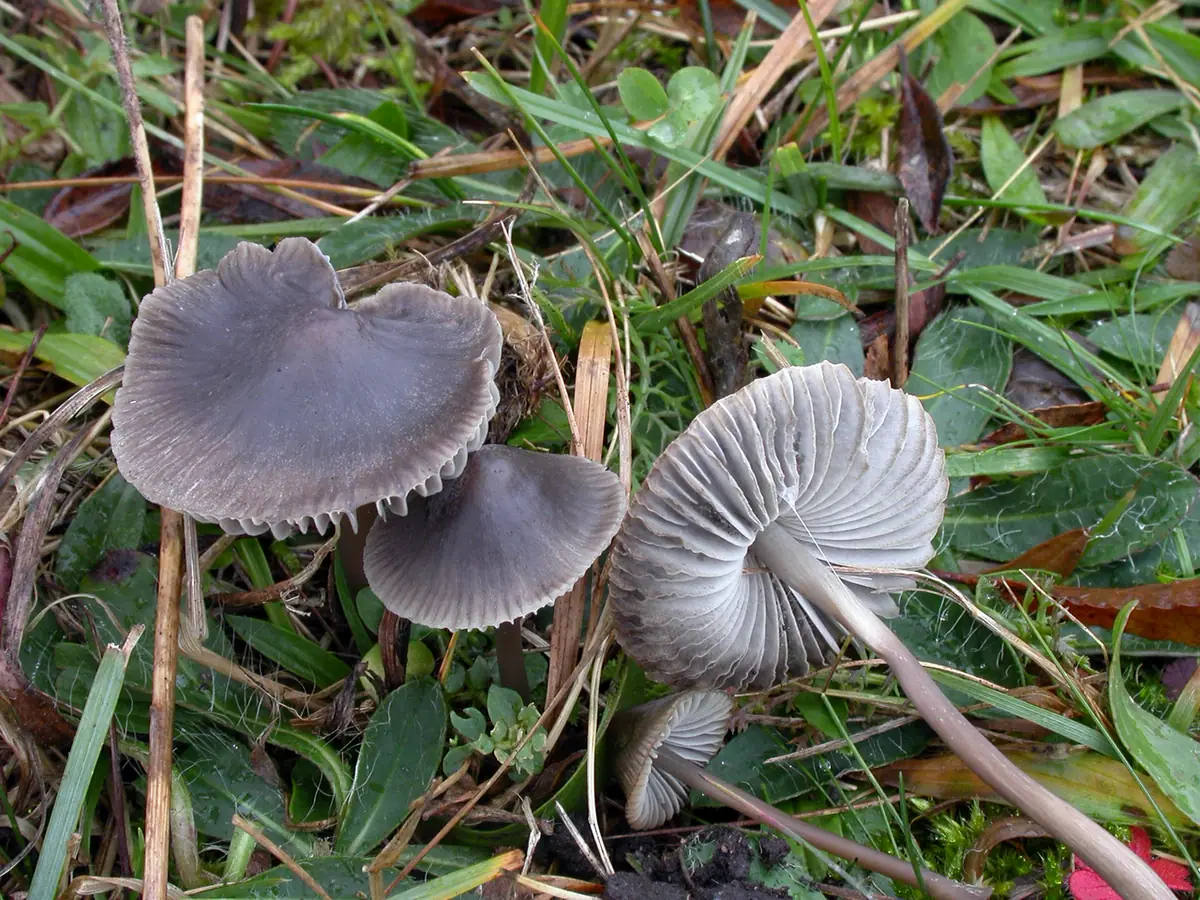 Grzybówka trawiasta (Mycena aetites) — zdjęcie 1 z 4