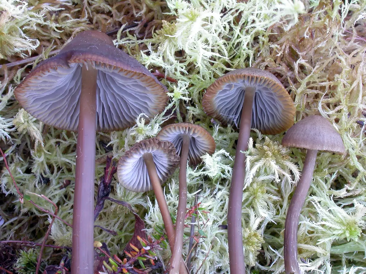 Grzybówka wielkozarodnikowa (Mycena megaspora) — zdjęcie 1 z 4