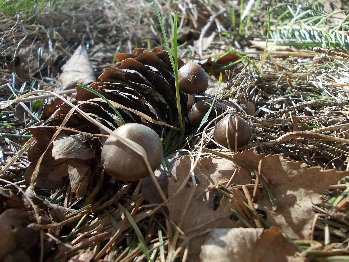 Grzybówka wiosenna (Mycena strobilicola) — zdjęcie 1 z 4